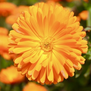 Kerti körömvirág Orange Gitana