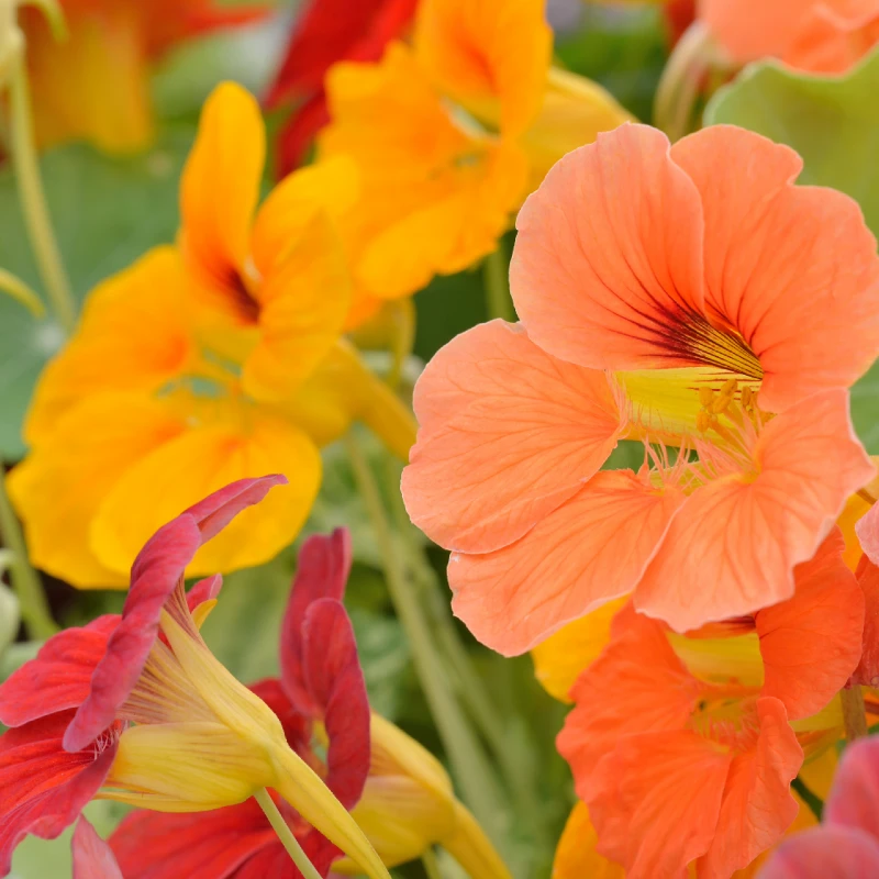 Kerti sarkantyúka Gleam Hybrids