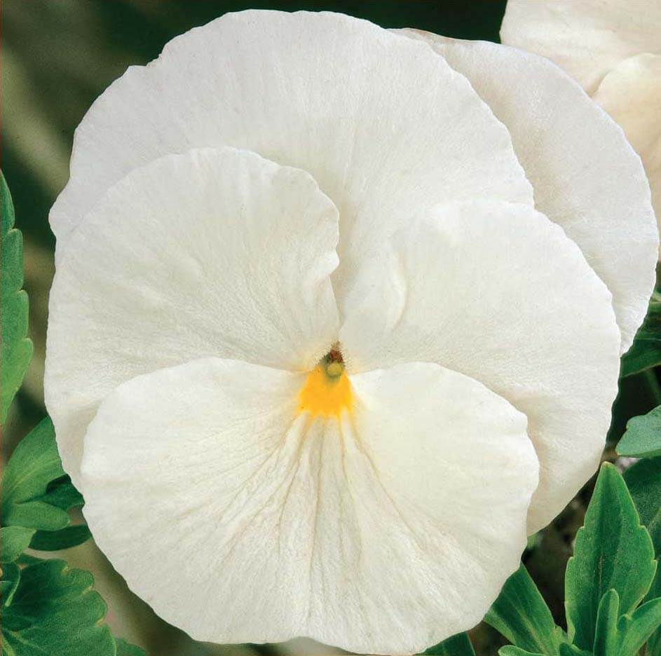 Árvácska Firnenschnee