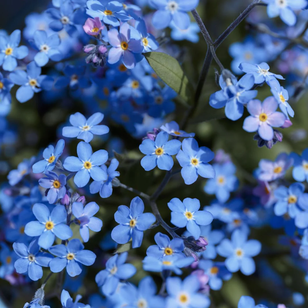 Havasi nefelejcs Blue Ball