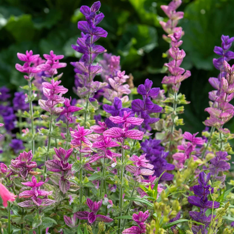 Tarkalevelű zsálya színkeverék