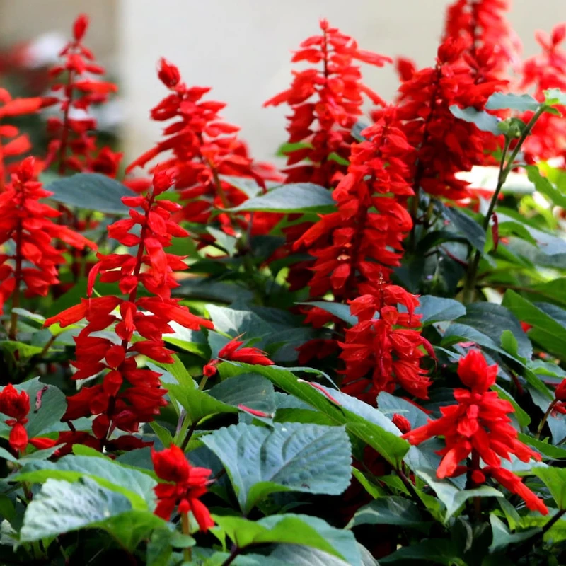 Paprikavirág Scarlet Piccolo