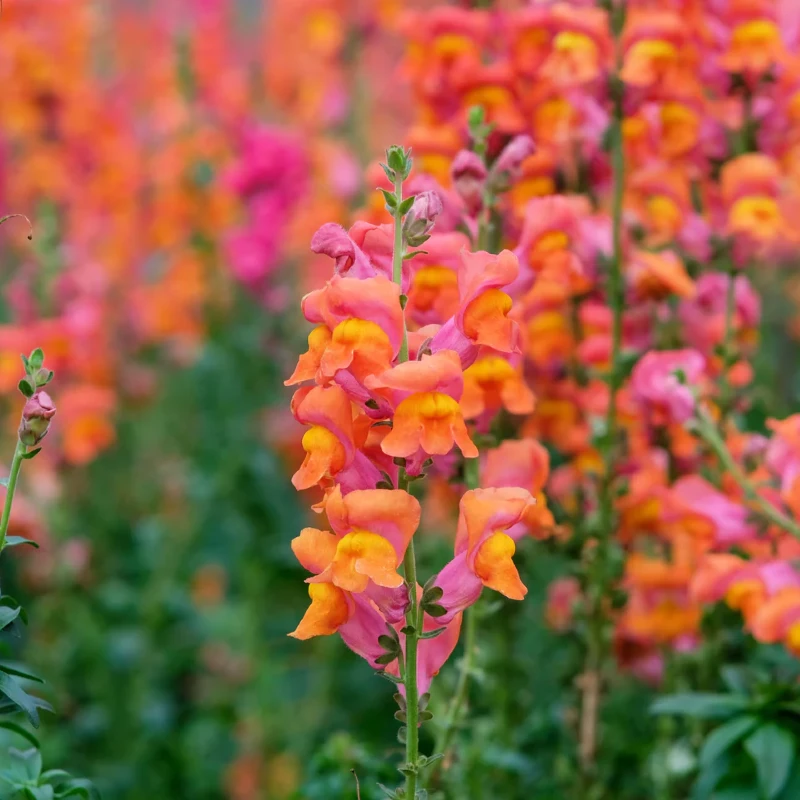 Kerti oroszlánszáj Orange Wonder