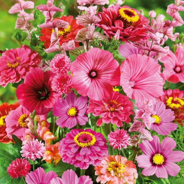 Egynyári virágkeverék Dream Pink-Red