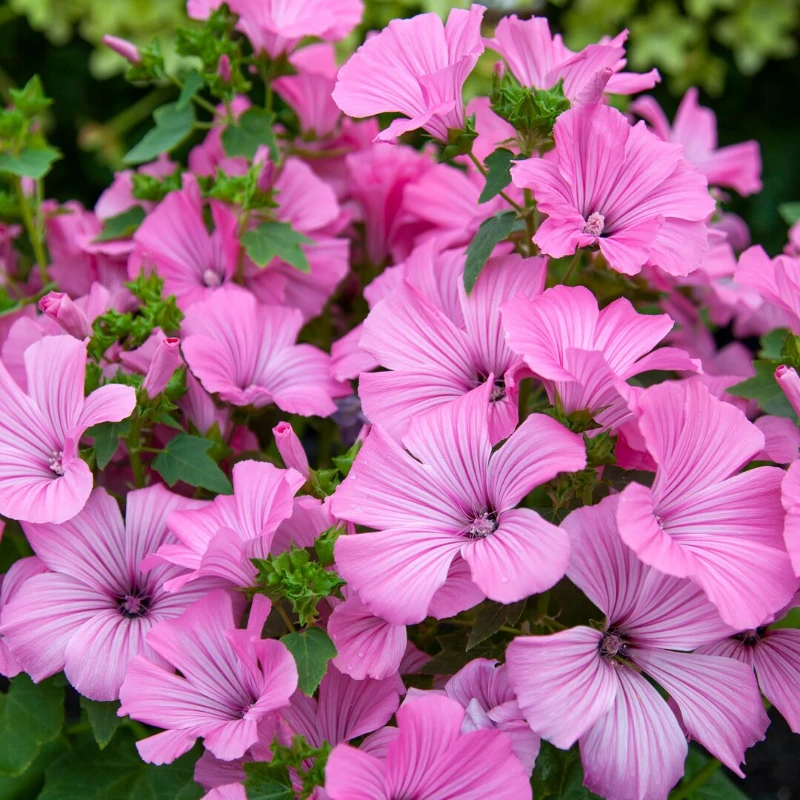 Kerti madármályva Silver Cup