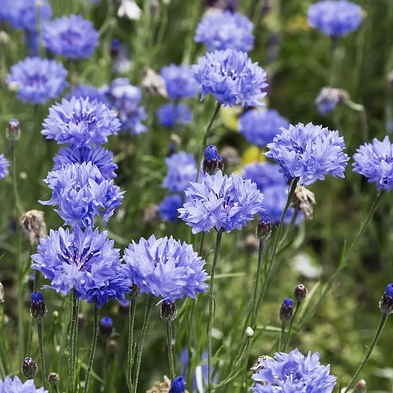 Búzavirág Blue Ball