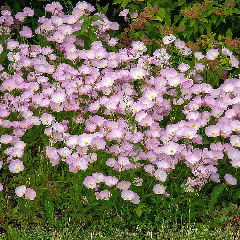 Pompás ligetszépe Rose