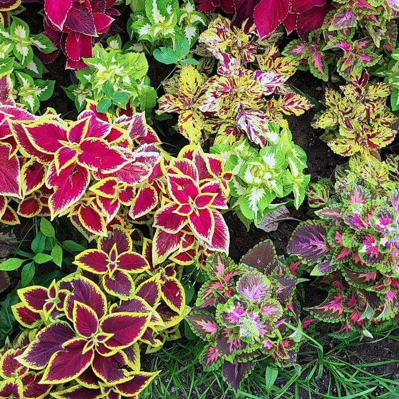 Díszcsalán Improved Rainbow