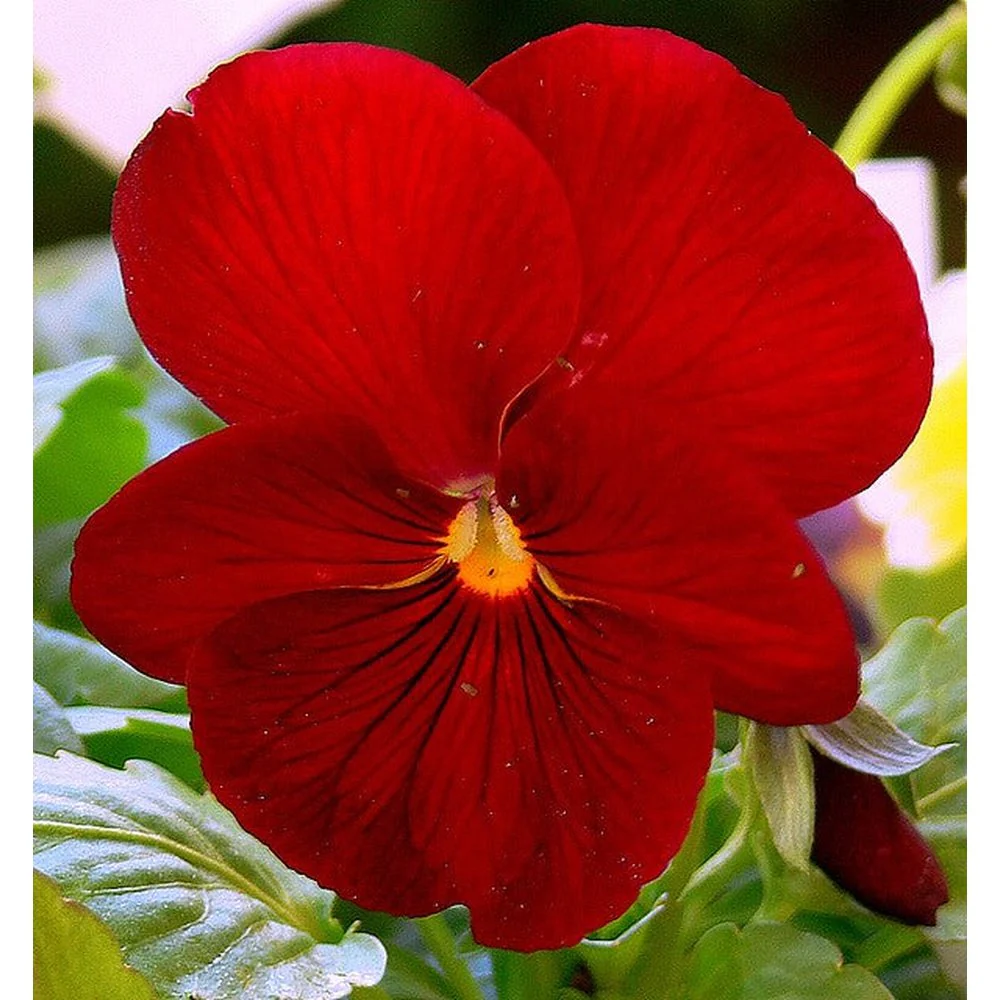 Árvácska Clear Crystals Scarlet