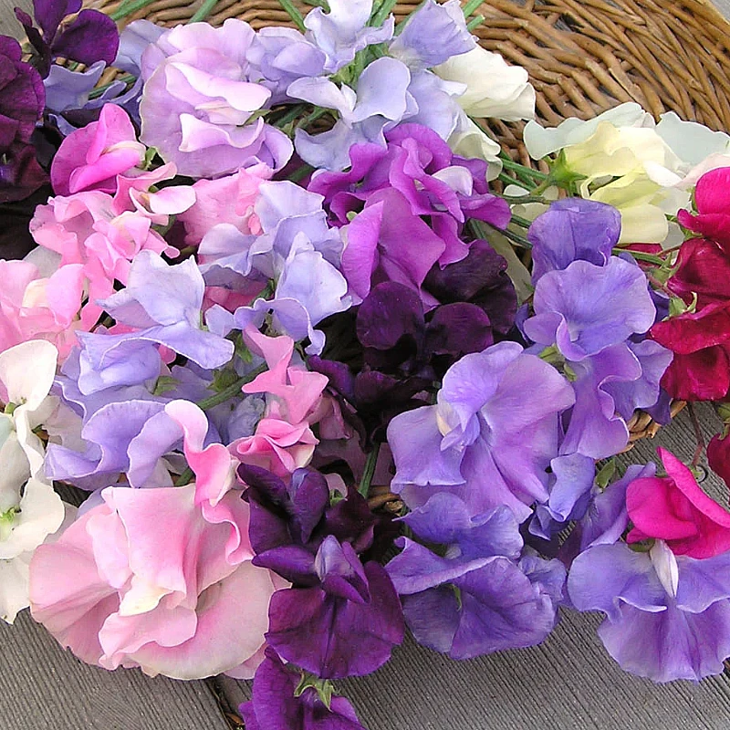 Szagos bükköny Ruffled