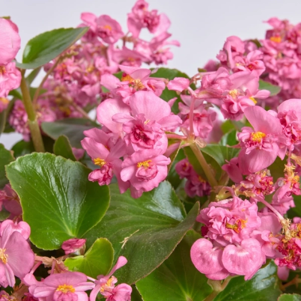 Kerti begónia Flowerball H Pink