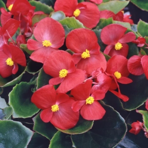 Kerti begónia Flowerball H Red