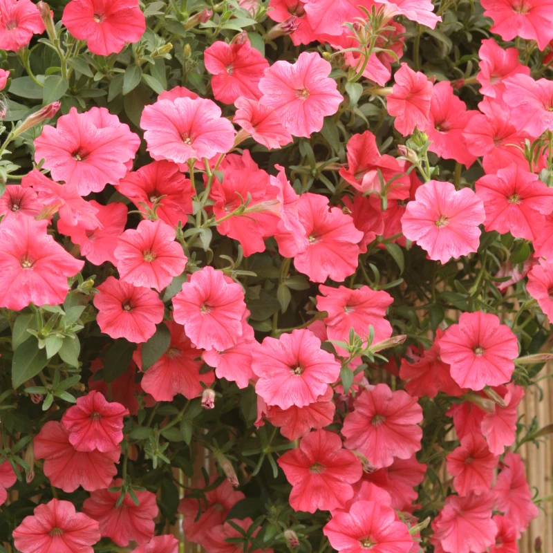 Petúnia Velvet H Salmon Shades