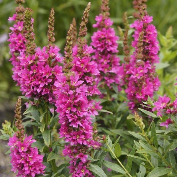 Réti füzény Red Hybrids