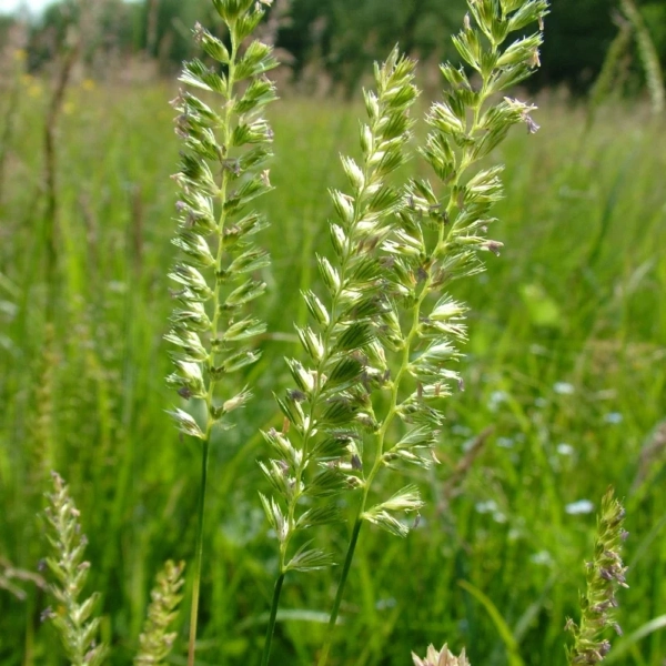 Taréjos cincor