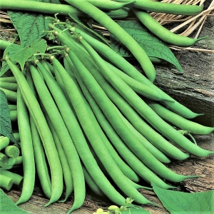 Bokorbab Saxa