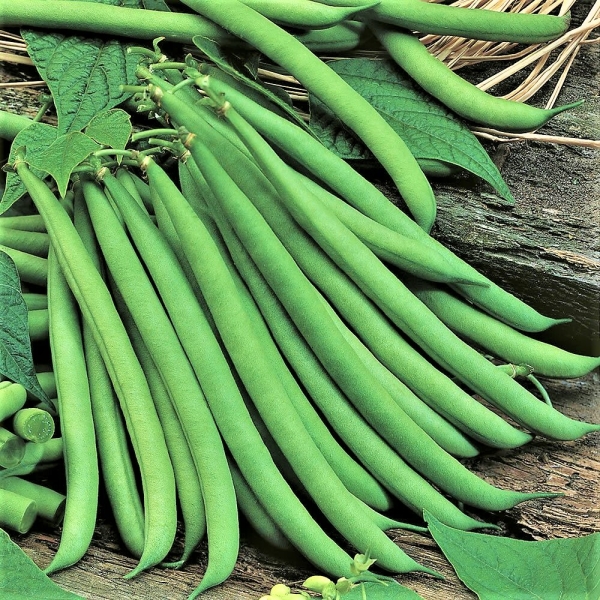 Bokorbab Saxa