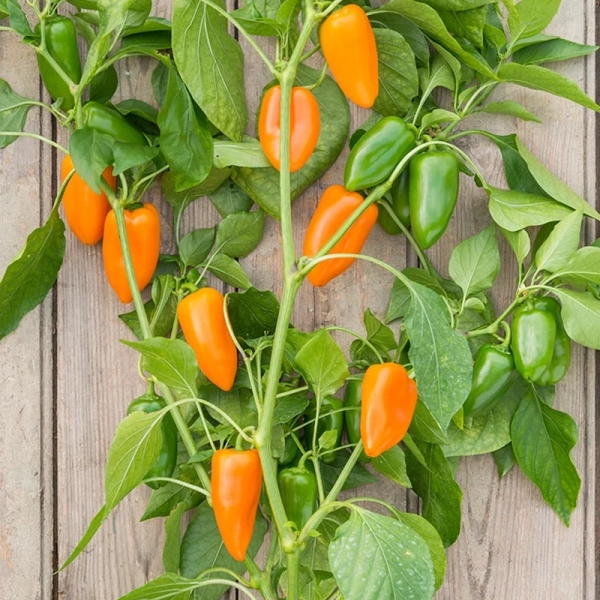 Édes paprika Hamik