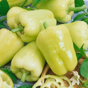 Édes paprika Kvadry F1