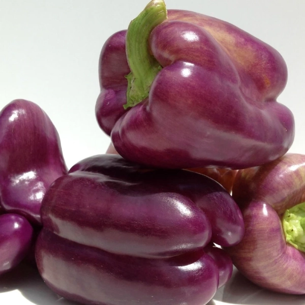 Édes paprika Oda
