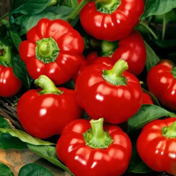 Édes paprika Rajen