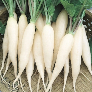 Jégcsapretek White Icicle