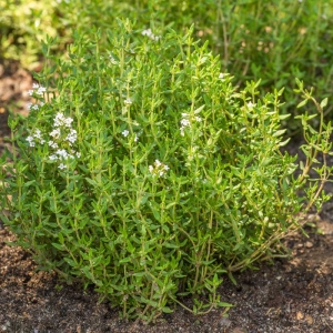 Kakukkfű BIO