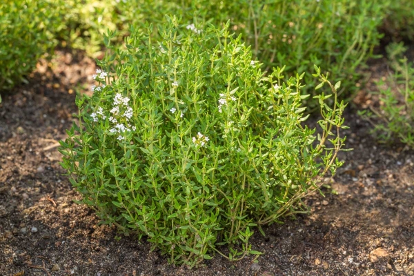 Kakukkfű BIO