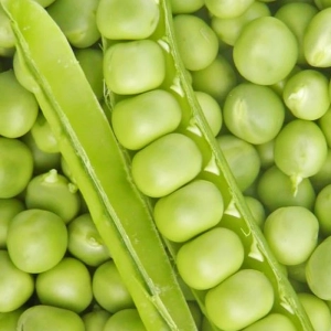 Kifejtőborsó Rajnai Törpe - 250 gr