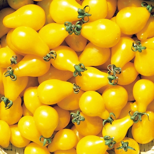 Koktélparadicsom Yellow Pearshaped