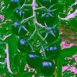 Koktélparadicsom Blackball