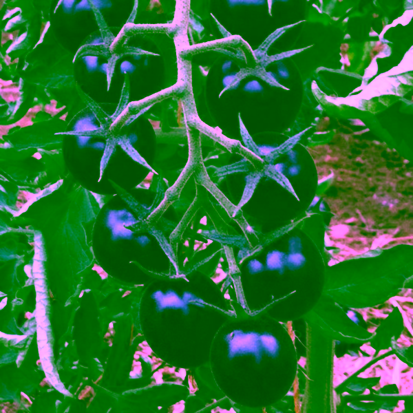 Koktélparadicsom Blackball