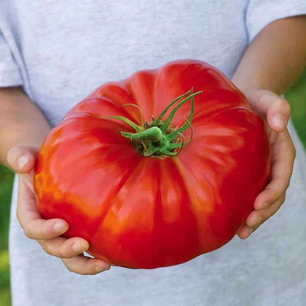 Paradicsom Gigantomo F1