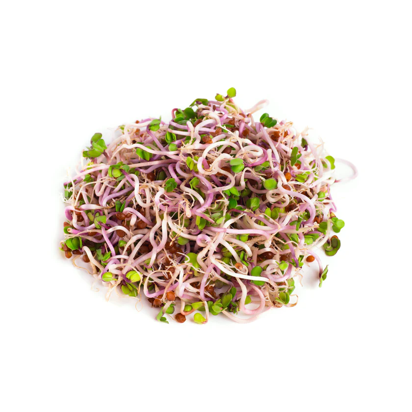 China Rose Retek csíramag (150 g)